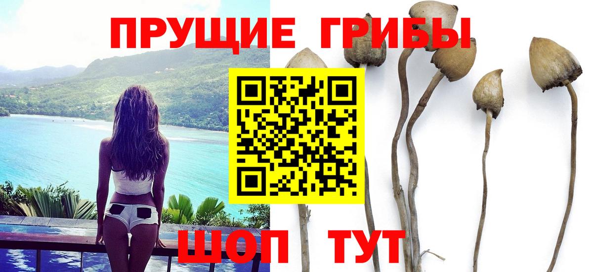 Псилоцибиновые грибы MAGIC MUSHROOMS Торжок
